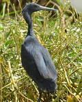 Aigrette ardoisée