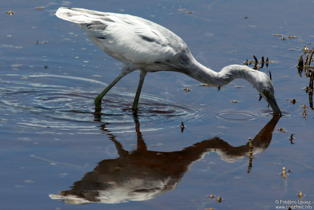 Aigrette bleuejuvénile, identification