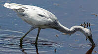 Aigrette bleue