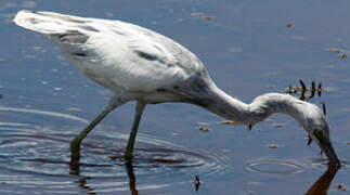 Little Blue Heron