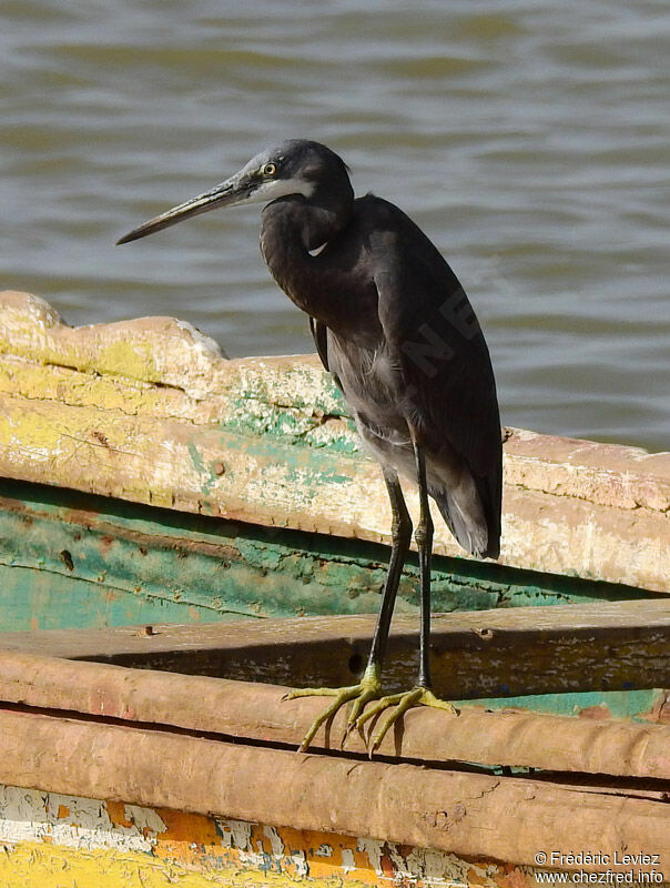 Western Reef Heron, identification, close-up portrait