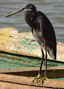 Western Reef Heron