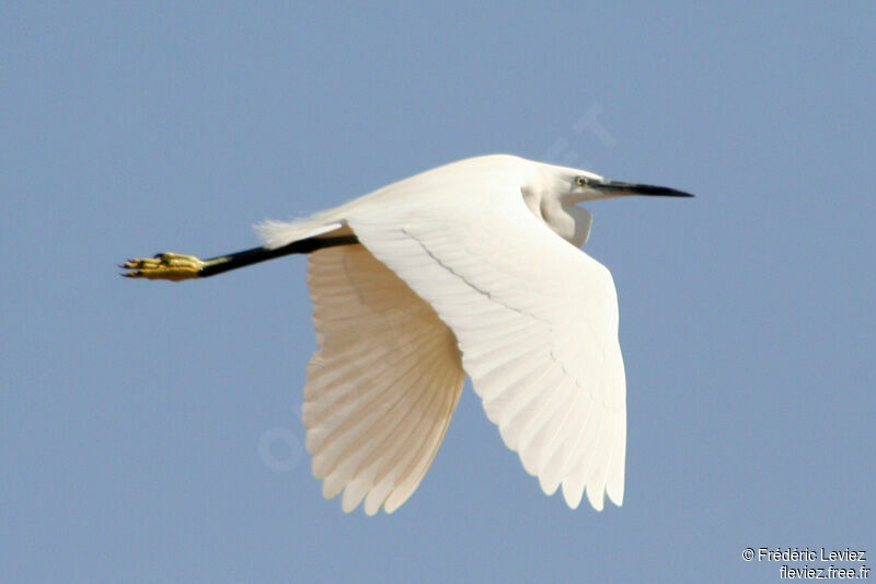 Aigrette garzette