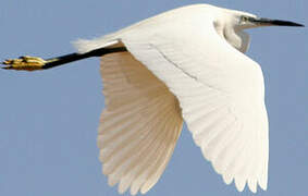 Little Egret