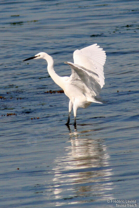 Aigrette garzetteadulte nuptial