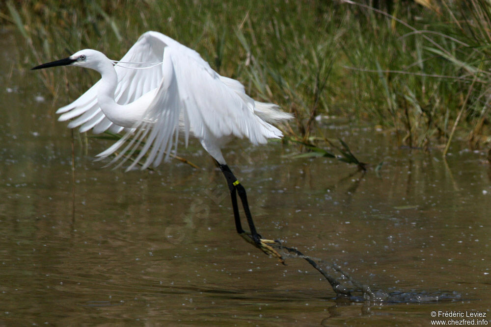 Little Egretadult breeding, Flight