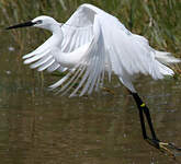 Aigrette garzette