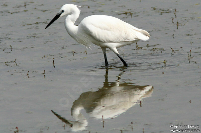 Aigrette garzetteadulte