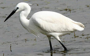 Little Egret