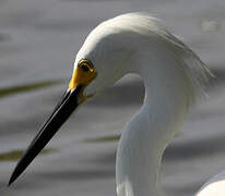 Snowy Egret