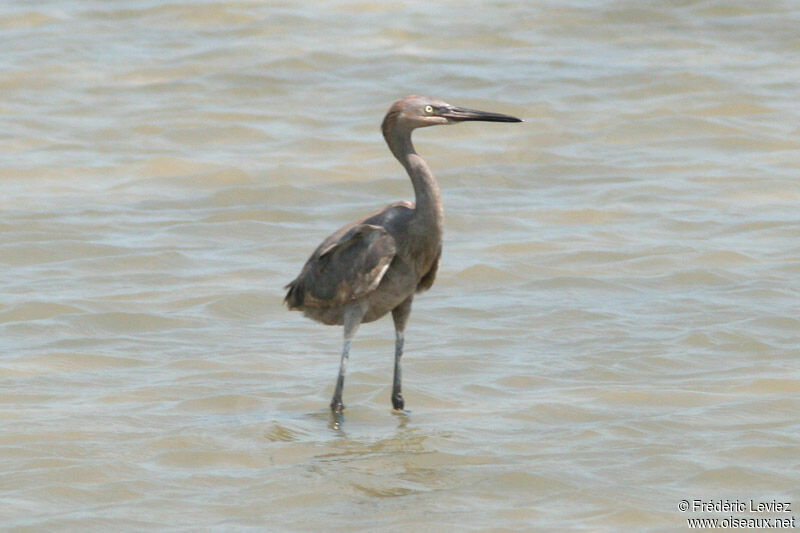 Aigrette roussâtreimmature