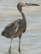 Reddish Egret