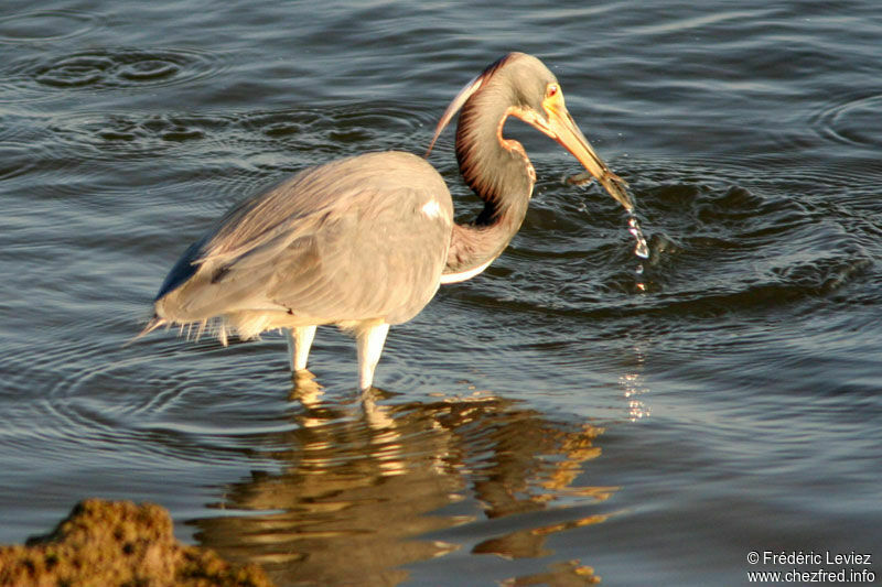 Aigrette tricoloreadulte