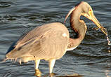 Aigrette tricolore