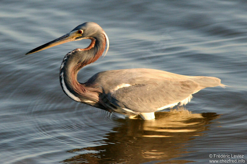 Tricolored Heronadult