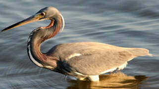 Tricolored Heron