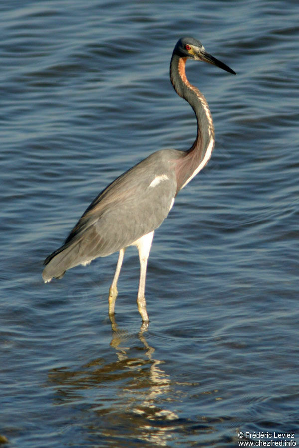 Aigrette tricoloreadulte