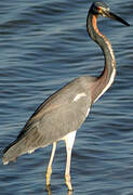 Aigrette tricolore