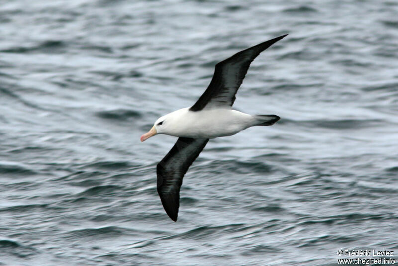 Black-browed Albatrossadult