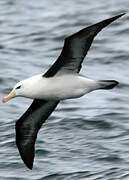 Black-browed Albatross