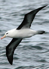 Albatros à sourcils noirs