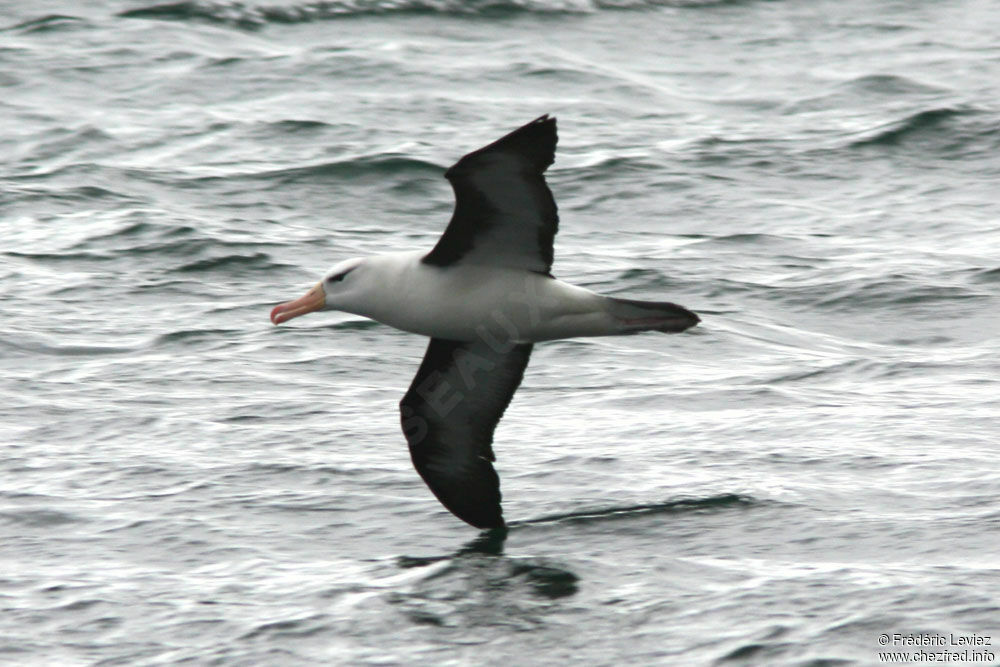 Albatros à sourcils noirsadulte