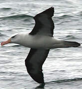 Black-browed Albatross