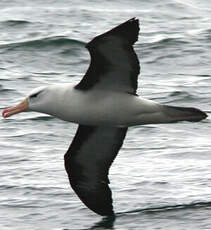 Albatros à sourcils noirs