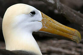 Waved Albatross