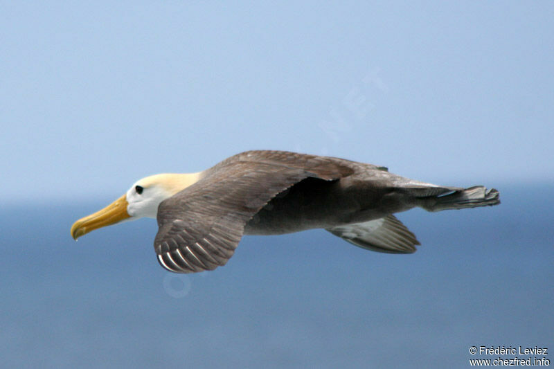 Waved Albatrossadult, Flight