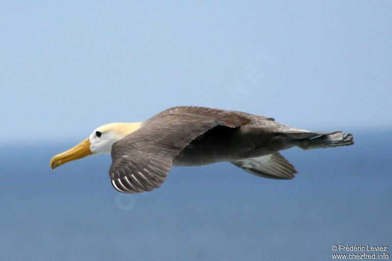 Albatros des Galapagosadulte, Vol