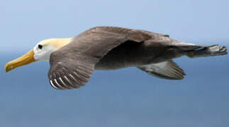 Albatros des Galapagos