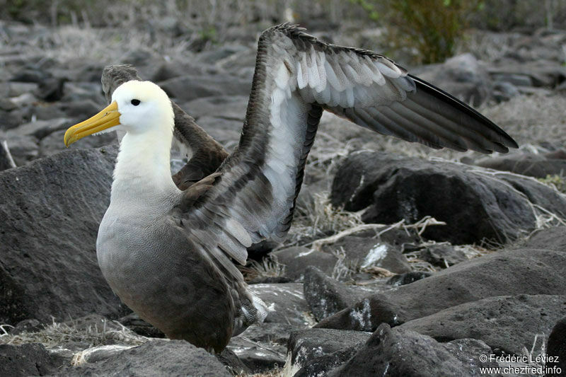 Albatros des Galapagos