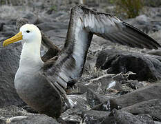 Waved Albatross