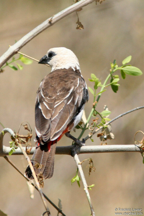 White-headed Buffalo Weaveradult