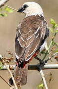 White-headed Buffalo Weaver