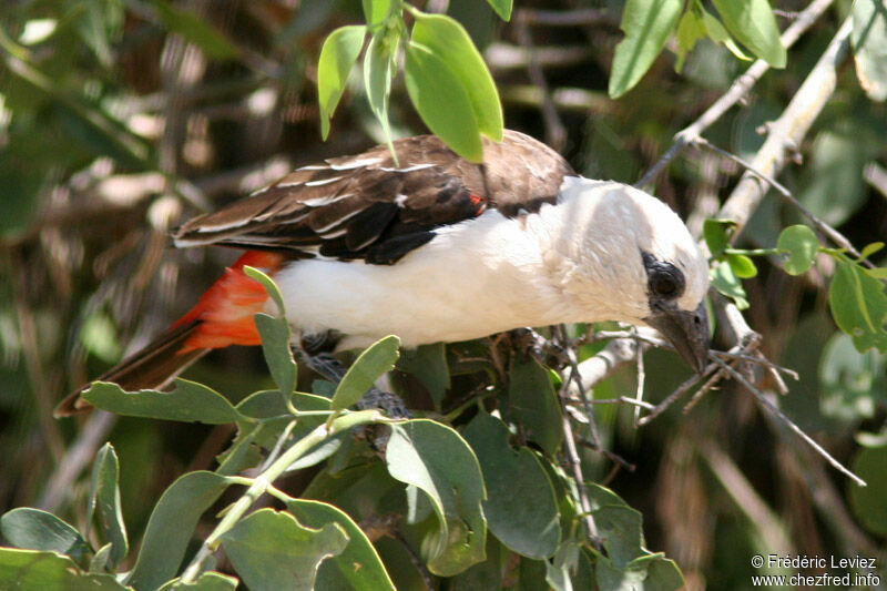 White-headed Buffalo Weaveradult