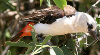 White-headed Buffalo Weaver