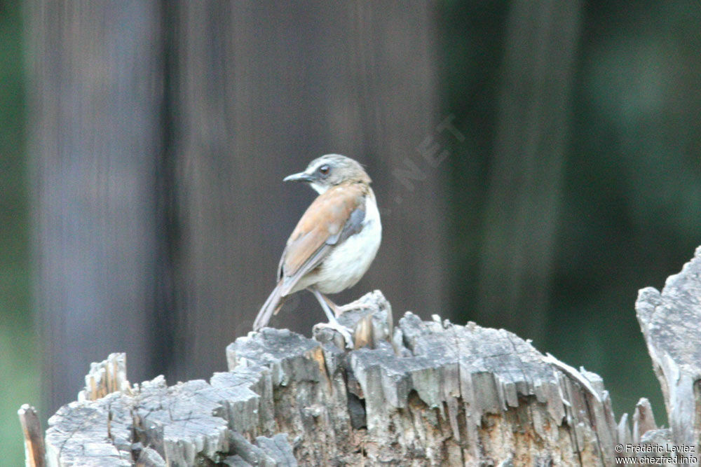 Brown-chested Aletheadult