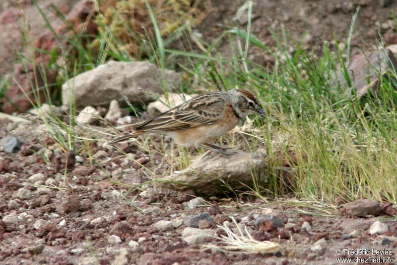 Blanford's Lark (erlangeri)adult