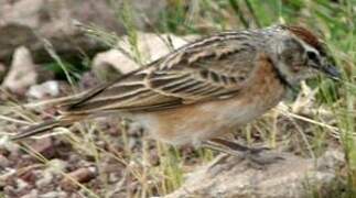 Blanford's Lark (erlangeri)