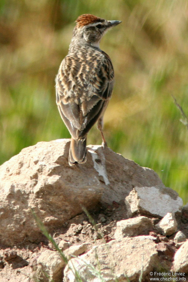 Blanford's Lark (erlangeri)adult