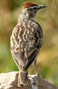 Blanford's Lark (erlangeri)