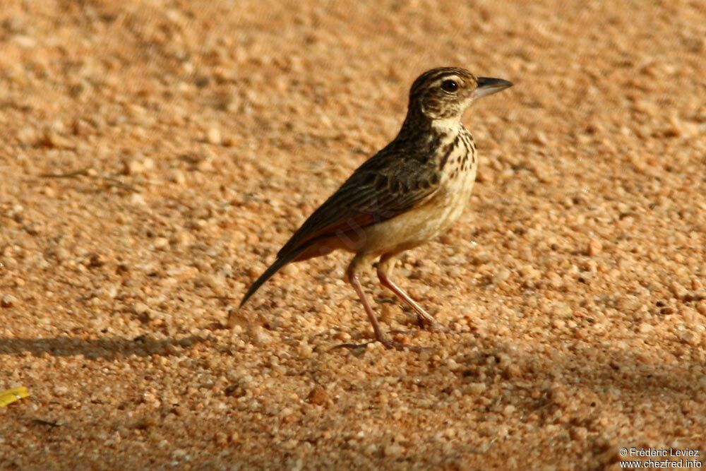 Jerdon's Bush Larkadult, identification