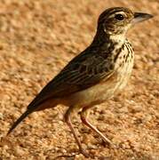 Jerdon's Bush Lark