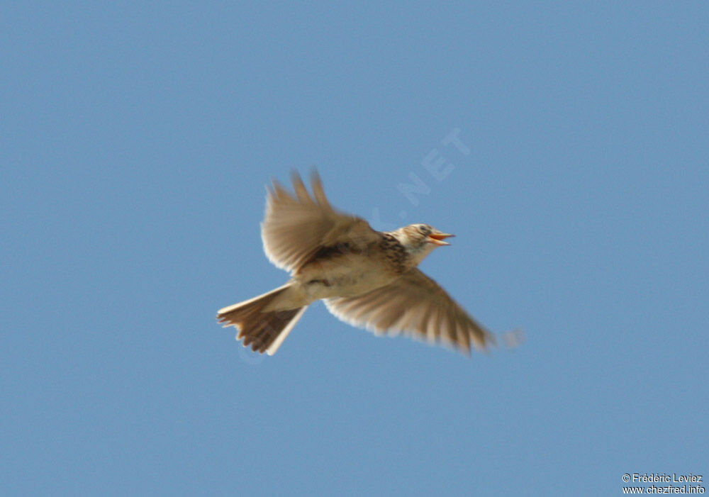 Eurasian Skylarkadult, identification, Flight, song