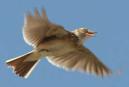 Eurasian Skylark