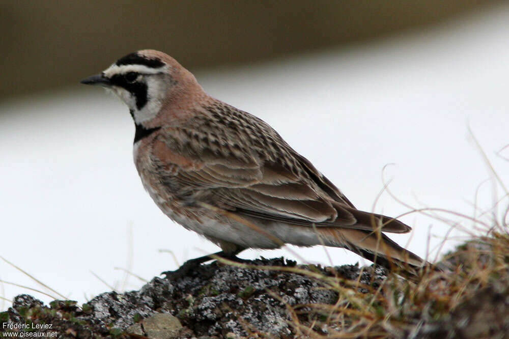 Horned Larkadult breeding, pigmentation