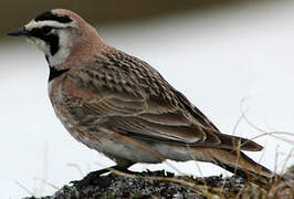 Horned Lark