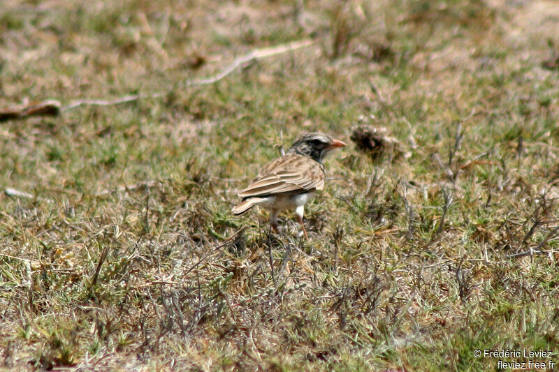 Alouette malgacheadulte